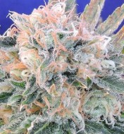 Auto Blueberry Ghost Og