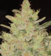 Blueberry Ghost Og