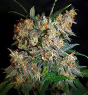 Aurora Indica Regular