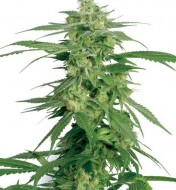 Holland’s Hope Regular