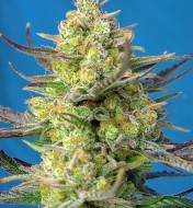 Sweet Cheese XL Auto