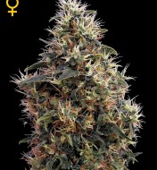 Sweet Mango Automatic