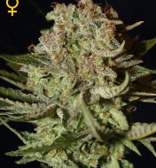 Super Bud
