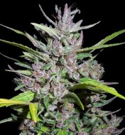 Honduras x Panama Regular