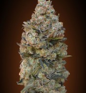 Feminized Collection 1