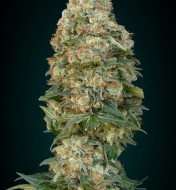 Feminized Collection 1