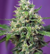 Sweet Amnesia Haze XL Auto