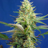 Sweet Pure Auto CBD