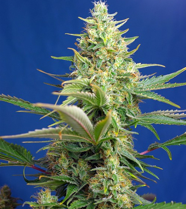 Sweet Pure Auto CBD