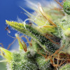 Sweet Pure Auto CBD