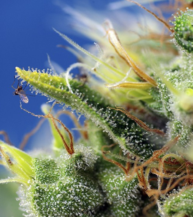 Sweet Pure Auto CBD
