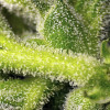 Sweet Pure Auto CBD