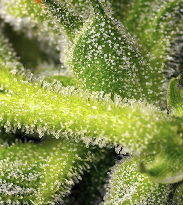 Sweet Pure Auto CBD