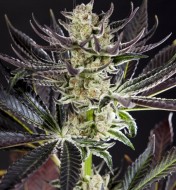 Purple Punch x Do-Si-Dos