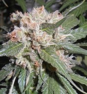 Zamaldelica x Kali China