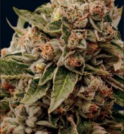 Lamb's Breath x AK-49