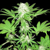 Sumos OG Kush