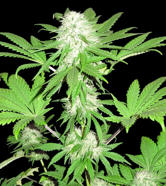 Sumos OG Kush