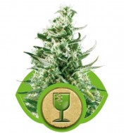 Royal Critical Automatic