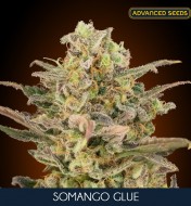 Somango Glue