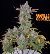 Gorilla Cookies Auto