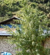 Nepal Annapurna Regular