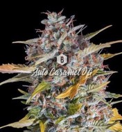 Auto Caramel OG