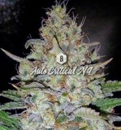 Auto Critical NL