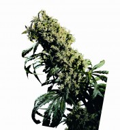 Northern Lights 5 X Haze