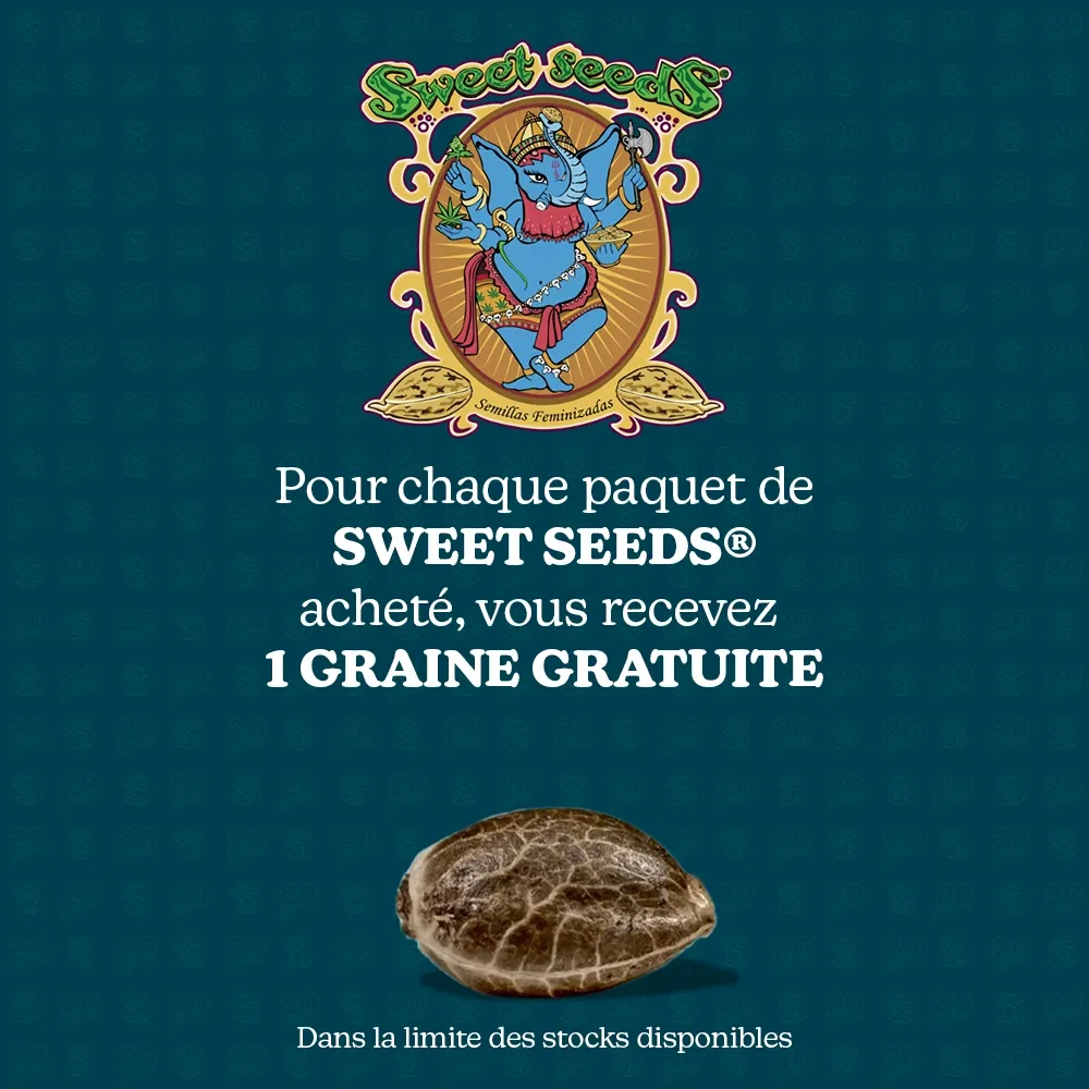 Graine gratuite Sweet Seeds