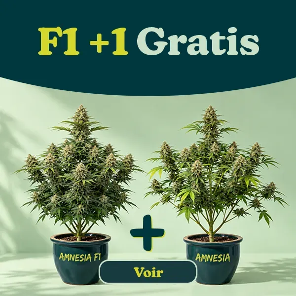 Promo F1+1 OFFERT