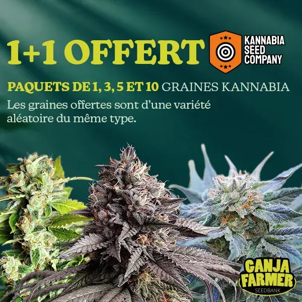 Kannabia 1+1