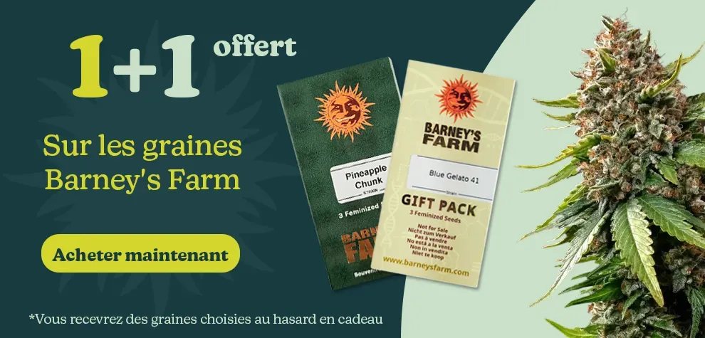 Barney's Farm 1+1