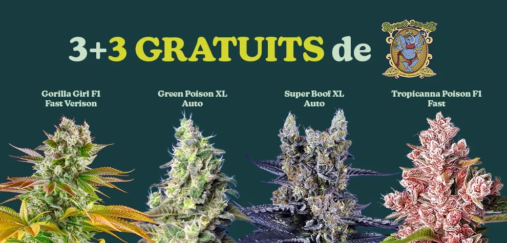 Sweet Seeds Promo