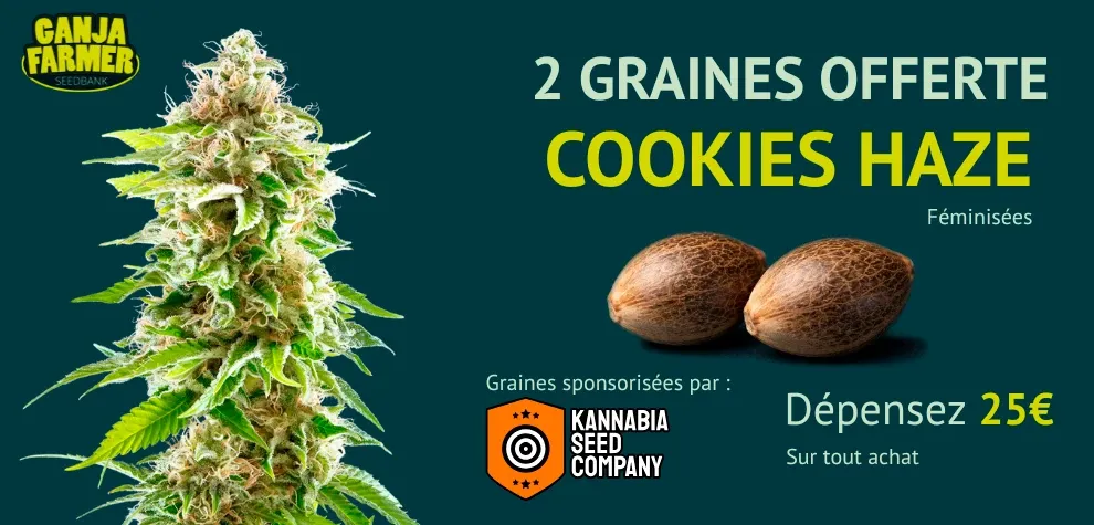 Kannabia Cookies Haze