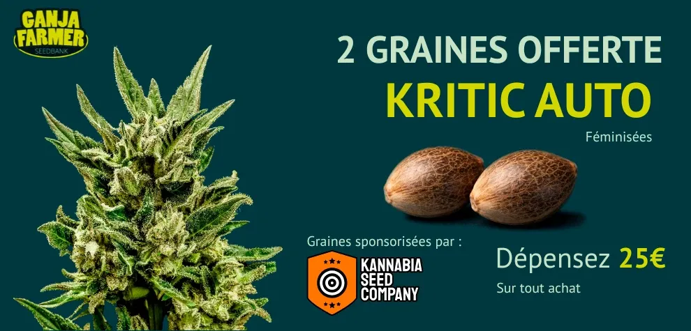 Kannabia Kritik Auto