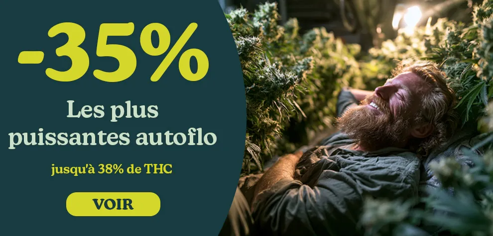 Graines &agrave; Autofloraison avec THC &eacute;lev&eacute;