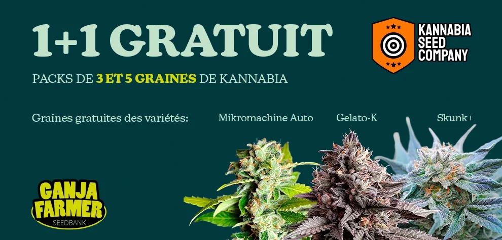 Kannabia 1+1