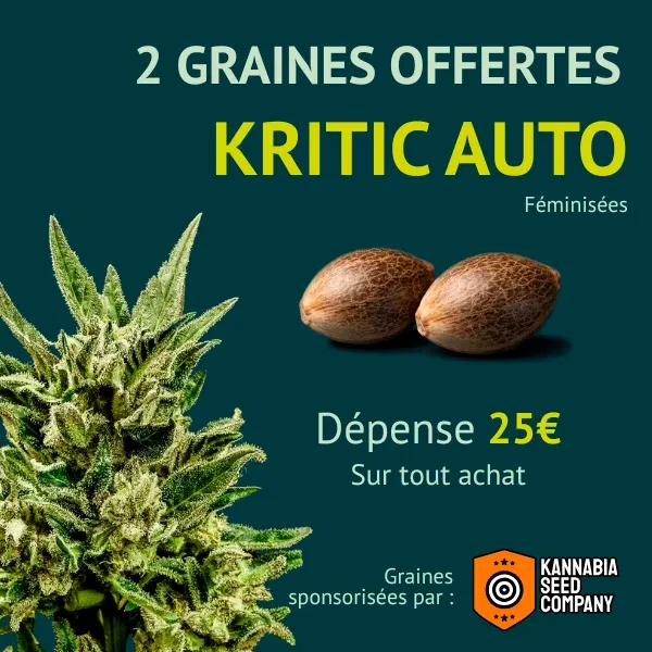 Kannabia Kritik Auto