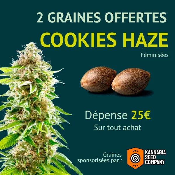 Kannabia Cookies Haze