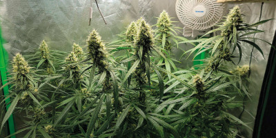 Gorilla Glue &ndash; quelques mots sur cet hybride exceptionnellement int&eacute;ressant