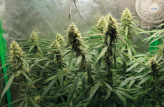 Gorilla Glue &ndash; quelques mots sur cet hybride exceptionnellement int&eacute;ressant