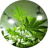 Graines de marijuana pour intérieur